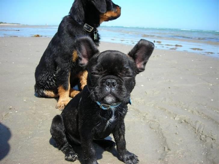 Fransk bulldog Albert *RIP* billede 14