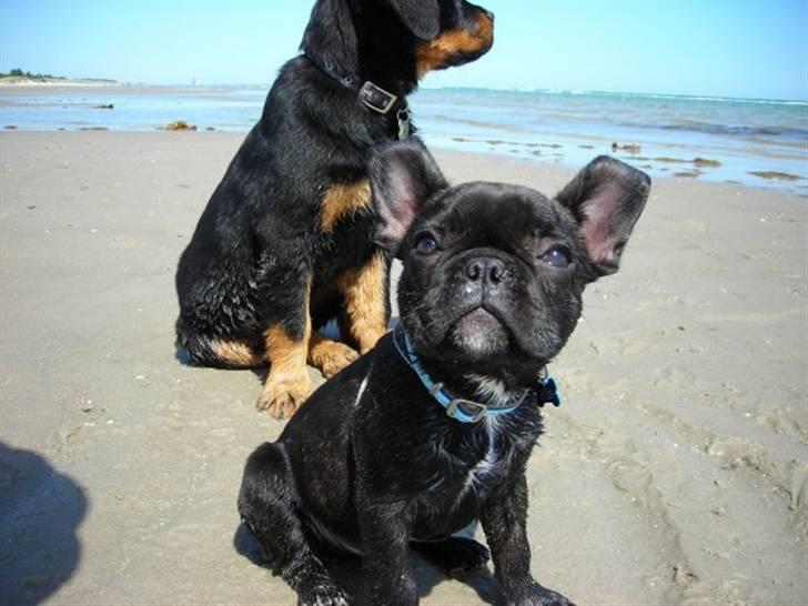 Fransk bulldog Albert *RIP* billede 15