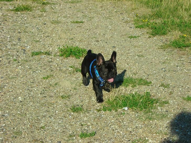 Fransk bulldog Albert *RIP* billede 16