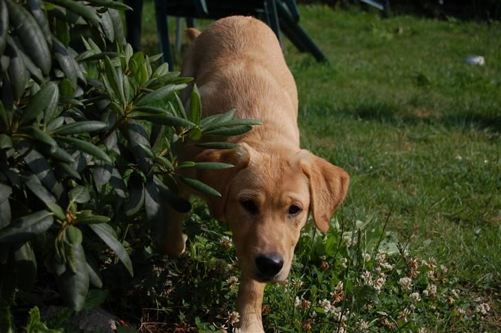 Labrador retriever Nordan's Smilla billede 7