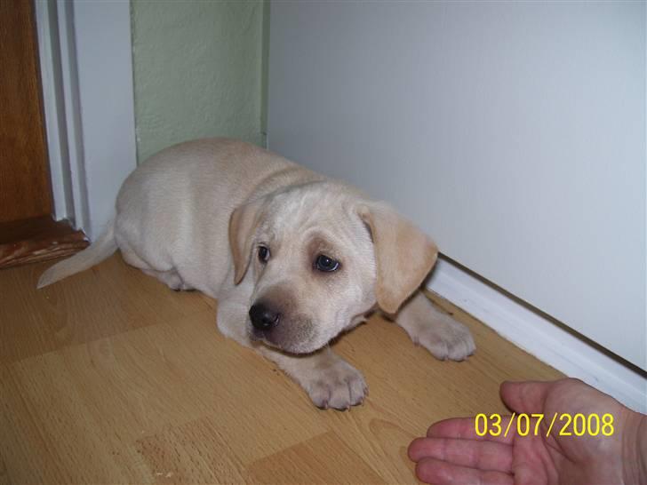 Labrador retriever Mollie billede 1