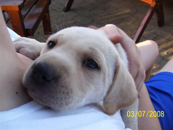 Labrador retriever Mollie billede 2