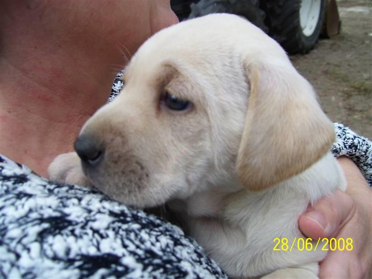 Labrador retriever Mollie billede 3