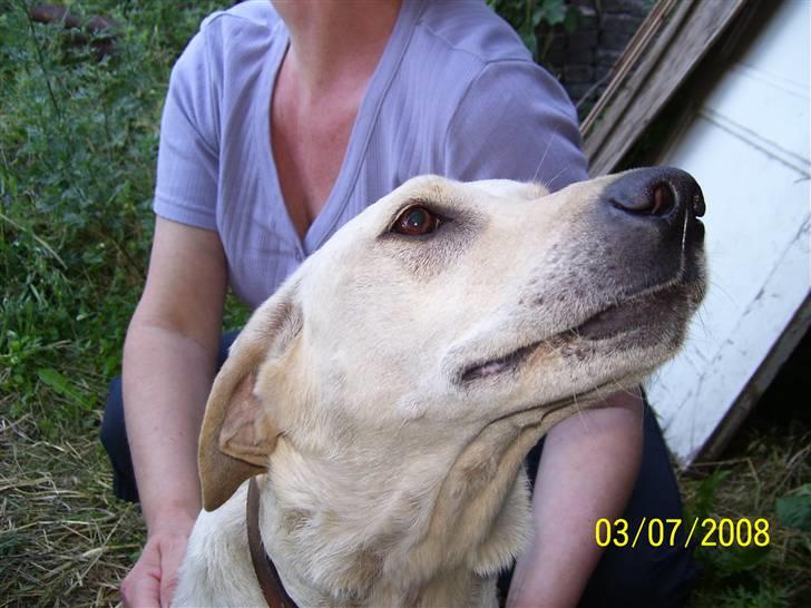 Labrador retriever Mollie - Mollie´s mor billede 4