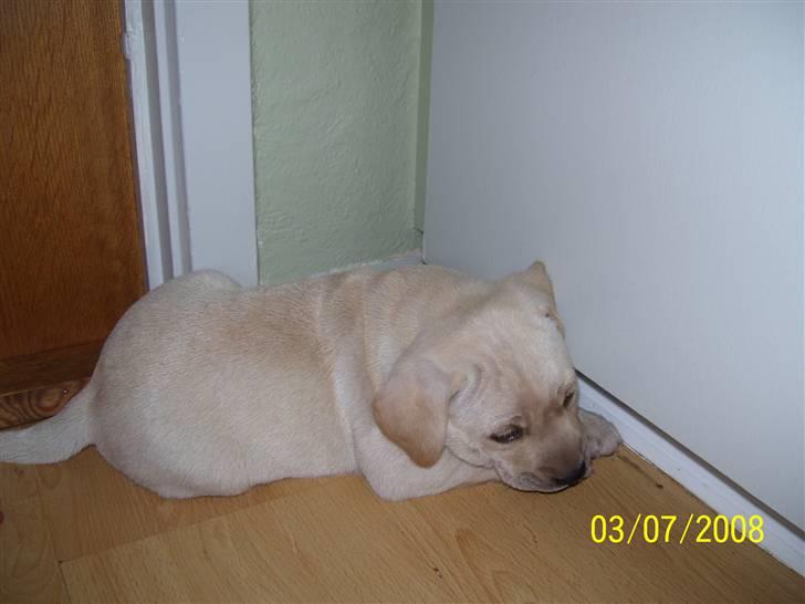 Labrador retriever Mollie - Mollie der prøver at gemme sig under skabet billede 5