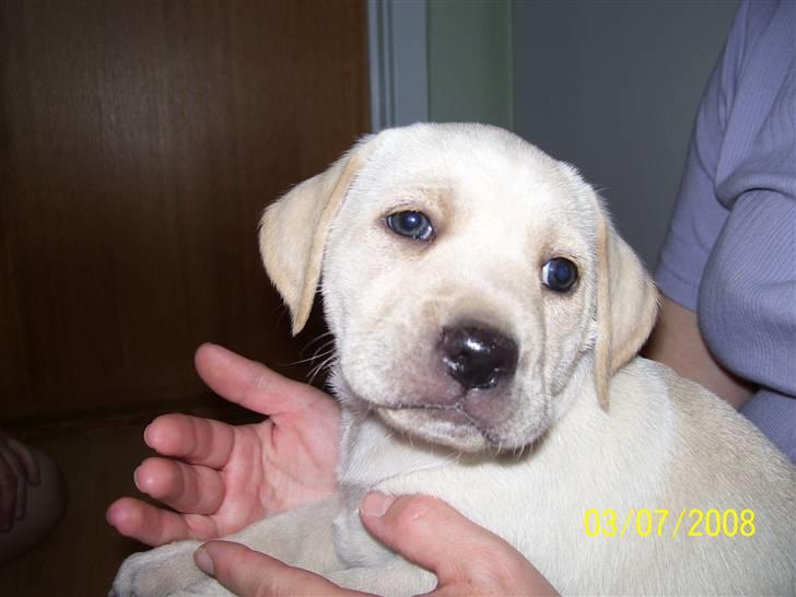 Labrador retriever Mollie billede 6