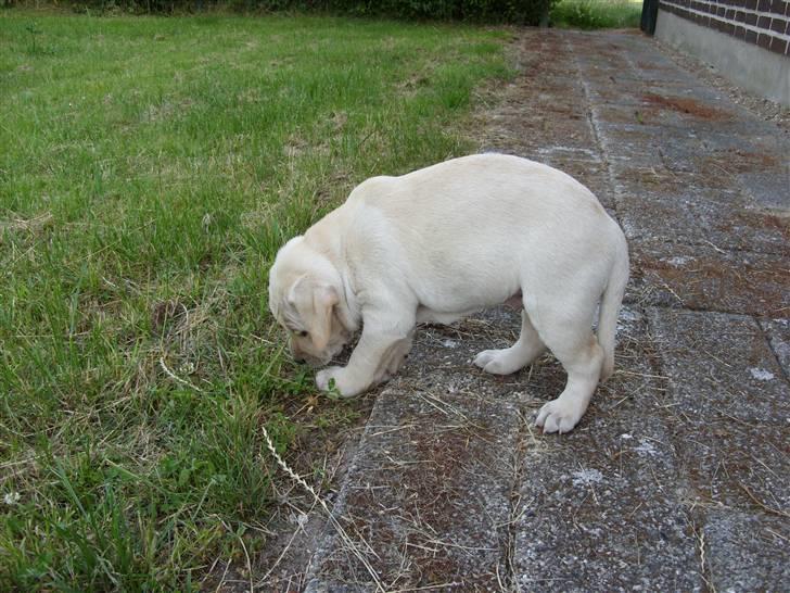Labrador retriever Mollie billede 7