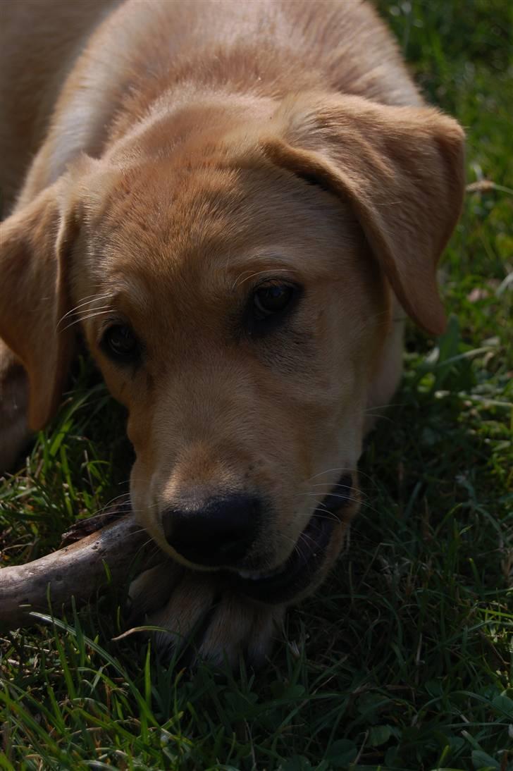 Labrador retriever Nordan's Smilla billede 8