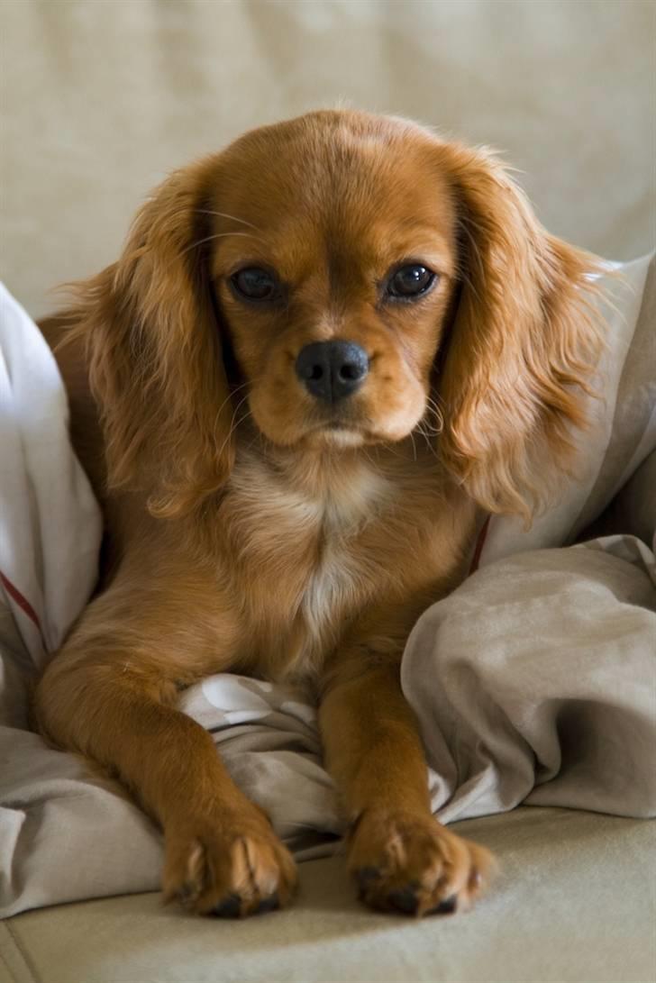 Cavalier king charles spaniel Baja billede 8