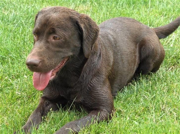 Labrador retriever *Formel 1* Sally (sørøver sally) billede 15