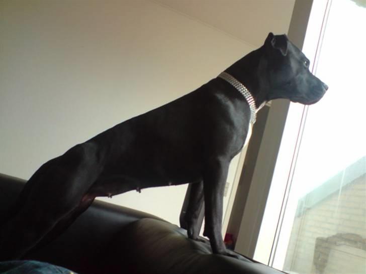 Amerikansk staffordshire terrier akira  billede 12