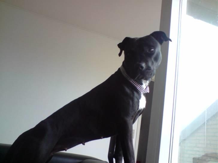 Amerikansk staffordshire terrier akira  billede 13