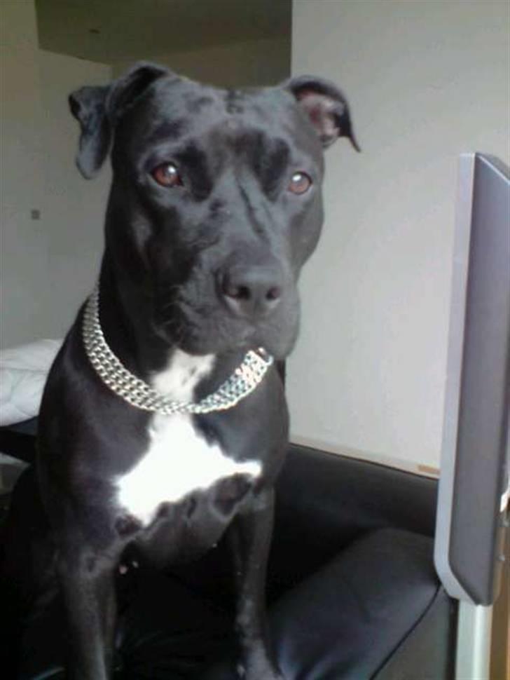 Amerikansk staffordshire terrier akira  billede 14