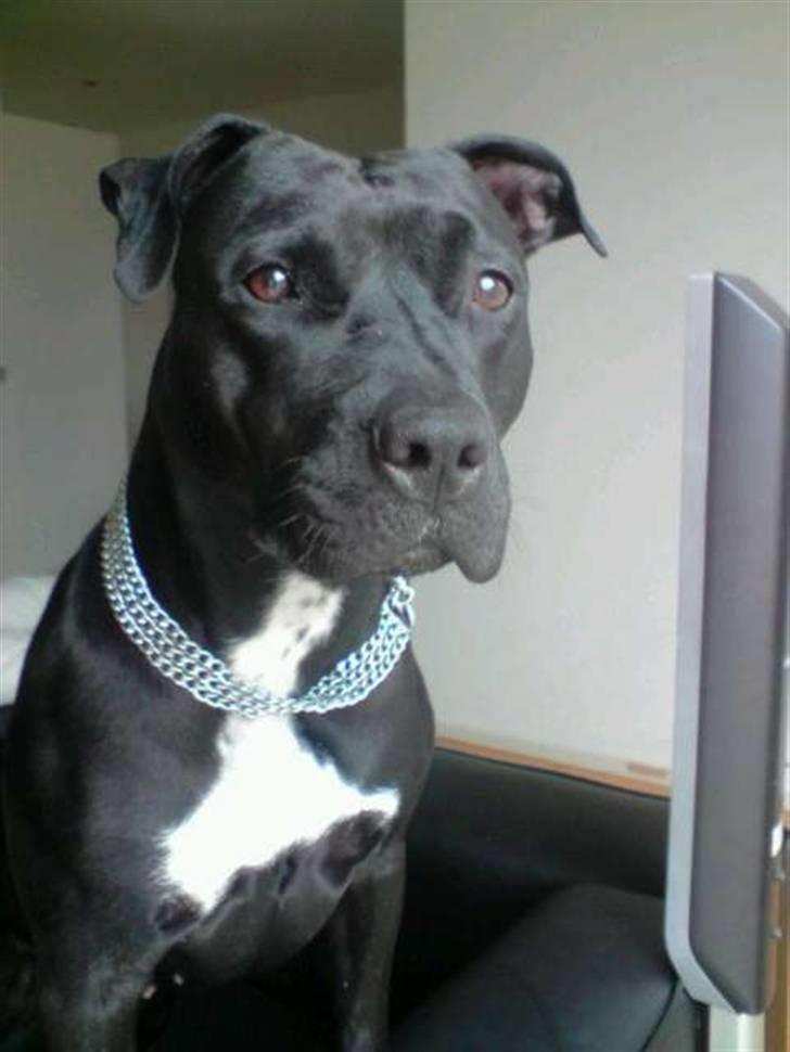 Amerikansk staffordshire terrier akira  billede 15