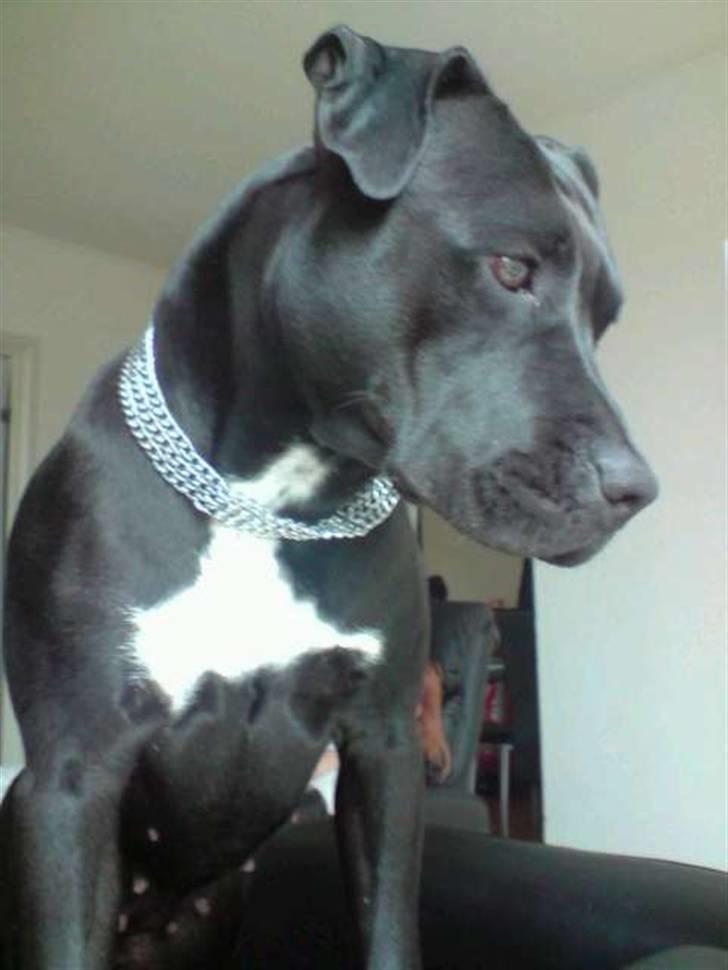 Amerikansk staffordshire terrier akira  billede 16