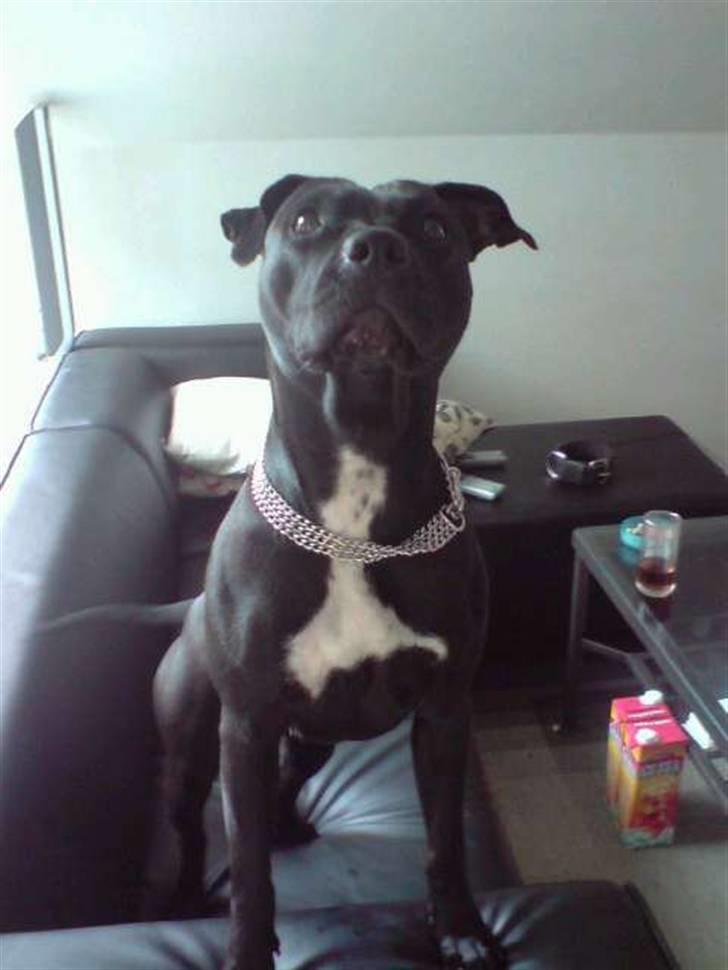 Amerikansk staffordshire terrier akira  billede 17