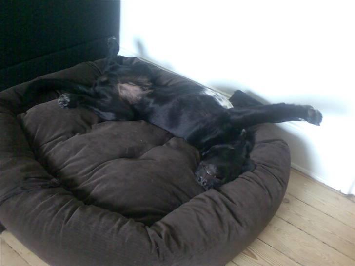 Blanding af racer Turk - sådan sover han nogle gange billede 6