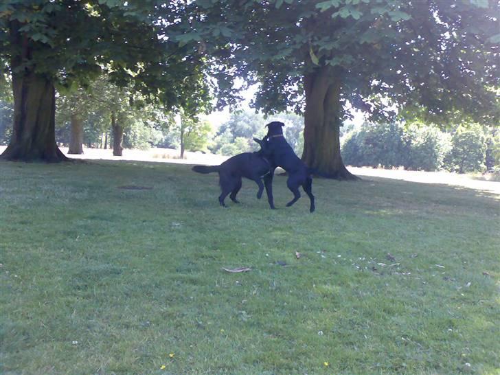 Blanding af racer Turk - Turk leger med sin bedste kammerat Kvali billede 7