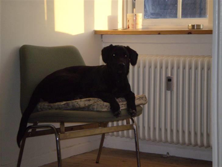 Blanding af racer Turk - Denne stol er blevet indtaget :) han kan godt li´ at ligge højt oppe billede 8