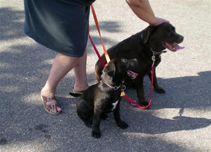 Blanding af racer Bella  R.I.P billede 10