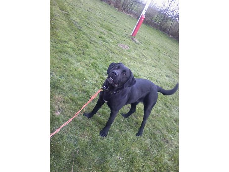 {{currentPhoto.altText}} billede {{currentPhoto.number}}