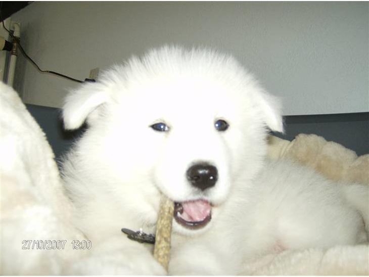 {{currentPhoto.altText}} billede {{currentPhoto.number}}