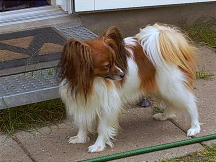 {{currentPhoto.altText}} billede {{currentPhoto.number}}