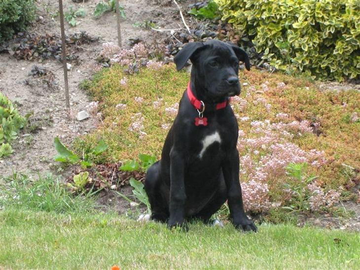 {{currentPhoto.altText}} billede {{currentPhoto.number}}