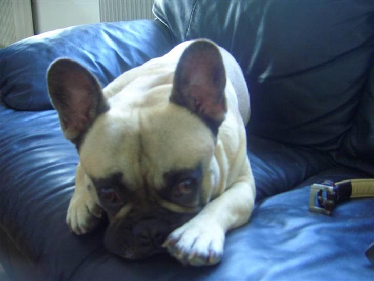 {{currentPhoto.altText}} billede {{currentPhoto.number}}