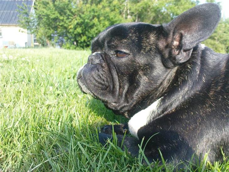 {{currentPhoto.altText}} billede {{currentPhoto.number}}