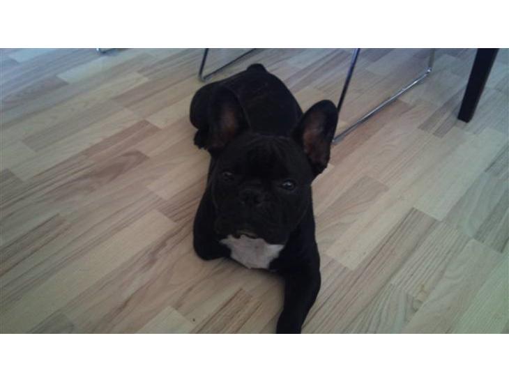 Fransk bulldog Toby 3-benet R.I.P billede 1