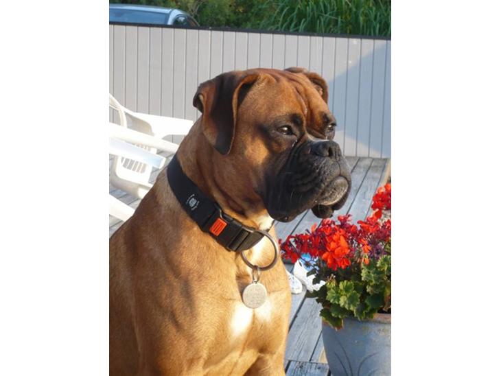 {{currentPhoto.altText}} billede {{currentPhoto.number}}