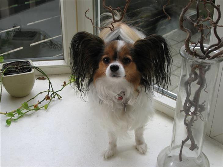 {{currentPhoto.altText}} billede {{currentPhoto.number}}