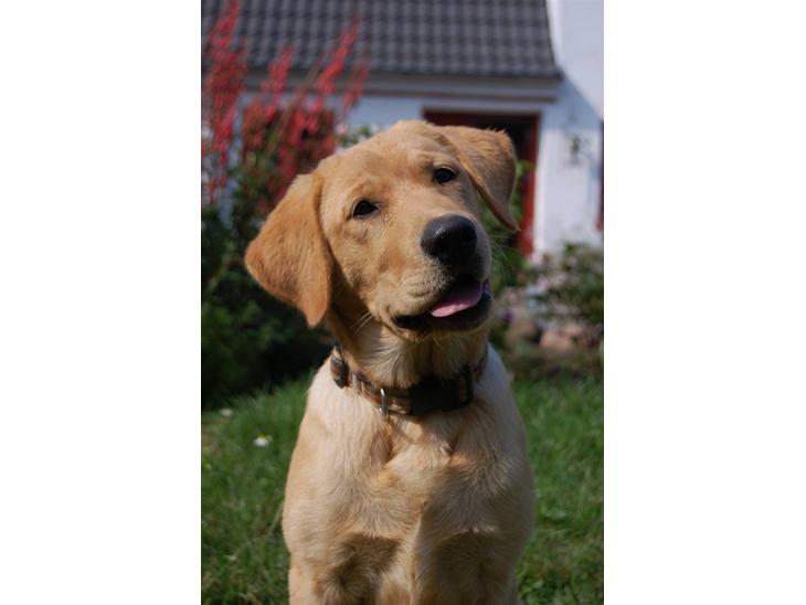 Labrador retriever Nordan's Smilla - D. 10 Juli...  billede 1