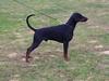 Dobermann Zargo