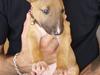 Bullterrier Nido
