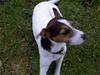 Jack russell terrier rico