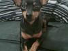 Dvaergpinscher Diva