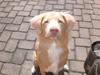 Nova scotia duck tolling retriever Freja