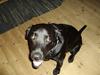 Labrador retriever blackie R.I.P min elsked 