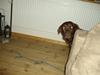 Labrador retriever brownie