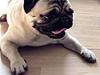 Mops Frodo!(: