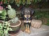 Dansk svensk gaardhund Cille(;_<33