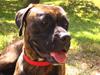 Boxer <3<3<3Leika <3<3<3