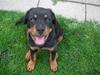 Rottweiler Abby