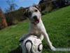 Jack russell terrier HØJENS IRISH MURPHY