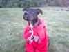 Amerikansk staffordshire terrier Brian ! R.I.P ='( 