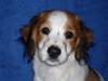 Kooikerhondje Høgedals (Lady) Smilla