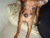 Dvaergpinscher Fifi
