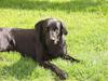 Labrador retriever Gribskov Skadi [Tidl. hund]